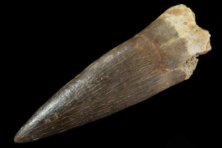Fossil Plesiosaur (Zarafasaura) Tooth - Morocco #81572